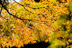 秋の気配,楓,かえで,秋,紅葉,葉,葉っぱ,色づく,autumn,leaf,フルサイズ撮影