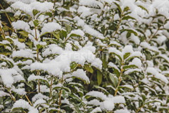 木々に積もる雪,雪,ゆき,積,木々,冬,降る,積雪,snow,winter,フルサイズ撮影