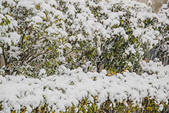 木々に積もる雪,雪,ゆき,積,木々,冬,降る,積雪,snow,winter,フルサイズ撮影