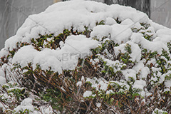 木々に積もる雪,雪,ゆき,積,木々,冬,降る,積雪,snow,winter,フルサイズ撮影