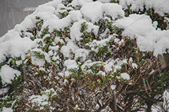 木々に積もる雪,雪,ゆき,積,木々,冬,降る,積雪,snow,winter,フルサイズ撮影