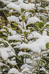 木々に積もる雪,雪,ゆき,積,木々,冬,降る,積雪,snow,winter,フルサイズ撮影