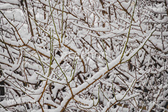 木々に積もる雪,雪,ゆき,積,木々,枯れ木,冬,降る,積雪,snow,winter,フルサイズ撮影