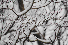 木々に積もる雪,雪,ゆき,積,木々,枯れ木,冬,降る,積雪,snow,winter,フルサイズ撮影