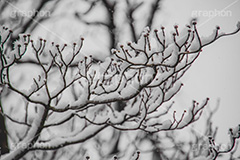 木々に積もる雪,雪,ゆき,積,木々,枯れ木,冬,降る,積雪,snow,winter,フルサイズ撮影