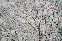 木々に積もる雪,雪,ゆき,積,木々,枯れ木,冬,降る,積雪,snow,winter,フルサイズ撮影