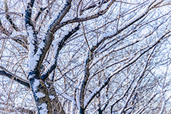 木々に積もる雪,雪,ゆき,積,木々,枯れ木,冬,降る,積雪,snow,winter,フルサイズ撮影