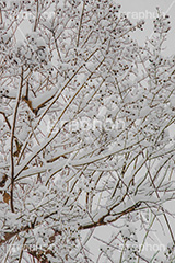 木々に積もる雪,雪,ゆき,積,木々,枯れ木,冬,降る,積雪,snow,winter,フルサイズ撮影