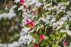 雪の積もった椿,椿,ツバキ,つばき,ユキツバキ,高木,サザンカ,花,お花,フラワー,はな,咲,雪,積もる,冬,寒い,積雪,snow,winter,flower,フルサイズ撮影