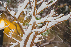 木々に積もる雪,雪,ゆき,積,木々,吹雪,枯れ木,冬,降る,積雪,snow,winter,フルサイズ撮影