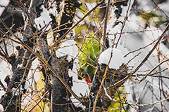 木々に積もる雪,雪,ゆき,雪解け,解け,溶ける,積,木々,枯れ木,冬,積雪,snow,winter,フルサイズ撮影