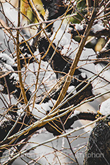 木々に積もる雪,雪,ゆき,雪解け,積,木々,枯れ木,冬,積雪,snow,winter,フルサイズ撮影