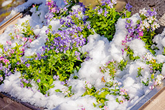 花壇に積もる雪,花壇,花,フラワー,雪解け,解け,溶ける,雪,ゆき,積,冬,積雪,snow,winter,flower,フルサイズ撮影