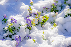 花壇に積もる雪,花壇,花,フラワー,雪解け,解け,溶ける,雪,ゆき,積,冬,積雪,snow,winter,flower,フルサイズ撮影