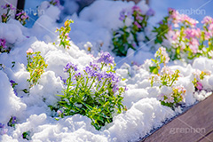 花壇に積もる雪,花壇,花,フラワー,雪解け,解け,溶ける,雪,ゆき,積,冬,積雪,snow,winter,flower,フルサイズ撮影