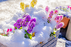 花壇に積もる雪,花壇,花,フラワー,雪解け,解け,溶ける,雪,ゆき,積,冬,積雪,snow,winter,flower,フルサイズ撮影