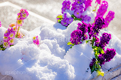 花壇に積もる雪,花壇,花,フラワー,雪解け,解け,溶ける,雪,ゆき,積,冬,積雪,snow,winter,flower,フルサイズ撮影