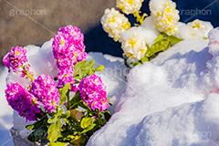 花壇に積もる雪,花壇,花,フラワー,雪解け,解け,溶ける,雪,ゆき,積,冬,積雪,snow,winter,flower,フルサイズ撮影