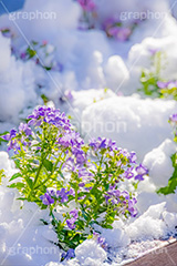 花壇に積もる雪,花壇,花,フラワー,雪解け,解け,溶ける,雪,ゆき,積,冬,積雪,snow,winter,flower,フルサイズ撮影