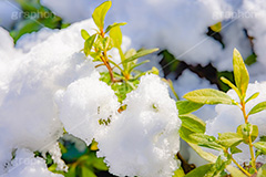 雪解け,草木に積もる雪,解け,溶ける,雑草,草木,雪,ゆき,積,冬,積雪,snow,winter,フルサイズ撮影