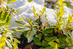 雪解け,草木に積もる雪,解け,溶ける,雑草,草木,雪,ゆき,積,冬,積雪,snow,winter,フルサイズ撮影