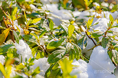 雪解け,草木に積もる雪,解け,溶ける,雑草,草木,雪,ゆき,積,冬,積雪,snow,winter,フルサイズ撮影