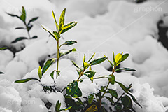 雪解け,草木に積もる雪,解け,溶ける,雑草,草木,雪,ゆき,積,冬,積雪,snow,winter,フルサイズ撮影