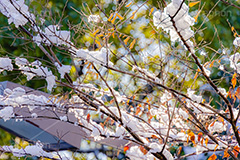 雪解け,草木に積もる雪,解け,溶ける,雑草,草木,雪,ゆき,積,冬,積雪,snow,winter,フルサイズ撮影