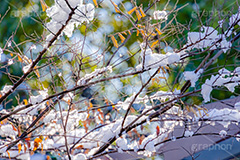 雪解け,草木に積もる雪,解け,溶ける,雑草,草木,雪,ゆき,積,冬,積雪,snow,winter,フルサイズ撮影