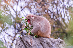 食事中,猿山の猿,猿,さる,サル,動物,どうぶつ,動物園,アニマル,猿山,牙,モンキー,干支,申,animal,zoo,monkey