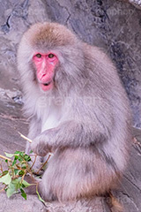 食事中,猿山の猿,猿,さる,サル,動物,どうぶつ,動物園,アニマル,猿山,モンキー,干支,申,animal,zoo,monkey