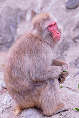 猿山の猿,猿,さる,サル,猿山,動物,どうぶつ,動物園,アニマル,モンキー,干支,申,animal,zoo,monkey