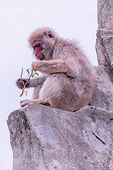 食事中,猿山の猿,猿,さる,サル,動物,どうぶつ,動物園,アニマル,猿山,モンキー,干支,申,animal,zoo,monkey