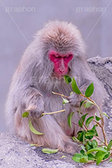 食事中,猿山の猿,猿,さる,サル,動物,どうぶつ,動物園,アニマル,猿山,モンキー,干支,申,animal,zoo,monkey