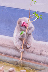 食事中,猿山の猿,猿,さる,サル,動物,どうぶつ,動物園,アニマル,猿山,モンキー,干支,申,animal,zoo,monkey