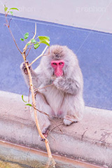 食事中,猿山の猿,猿,さる,サル,動物,どうぶつ,動物園,アニマル,猿山,モンキー,干支,申,animal,zoo,monkey