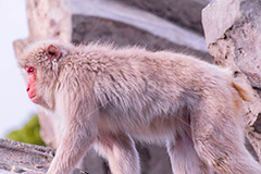 猿山の猿,猿,さる,サル,猿山,動物,どうぶつ,動物園,アニマル,モンキー,凛々しい,干支,申,animal,zoo,monkey