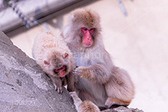 猿の親子,親子,猿山の猿,猿,さる,サル,猿山,動物,どうぶつ,動物園,アニマル,モンキー,干支,申,animal,zoo,monkey