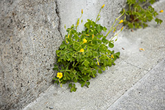 生命力,カタバミ,アスファルト,花,お花,フラワー,野花,雑草,春,flower,spring,フルサイズ撮影