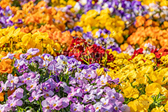 春の花壇,花壇,花畑,花,お花,フラワー,はな,咲,春,花弁,綺麗,きれい,キレイ,パンジー,flower,spring