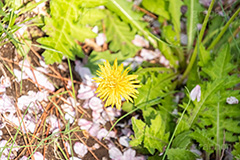 桜の花びらとタンポポ,たんぽぽ,タンポポ,花,お花,花びら,フラワー,野花,雑草,春,キク科,多年草,フヂナ,タナ,flower,spring