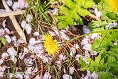 桜の花びらとタンポポ,たんぽぽ,タンポポ,花,お花,花びら,フラワー,野花,雑草,春,キク科,多年草,フヂナ,タナ,flower,spring