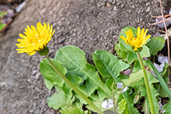 タンポポ,たんぽぽ,花,お花,花びら,フラワー,野花,雑草,春,キク科,多年草,フヂナ,タナ,flower,spring