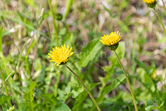 タンポポ,たんぽぽ,花,お花,花びら,フラワー,野花,雑草,春,キク科,多年草,フヂナ,タナ,flower,spring