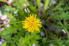 タンポポ,たんぽぽ,花,お花,花びら,フラワー,野花,雑草,春,キク科,多年草,フヂナ,タナ,flower,spring