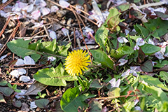 桜の花びらとタンポポ,たんぽぽ,タンポポ,花,お花,花びら,フラワー,野花,雑草,春,キク科,多年草,フヂナ,タナ,flower,spring