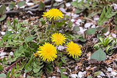 桜の花びらとタンポポ,たんぽぽ,タンポポ,花,お花,花びら,フラワー,野花,雑草,春,キク科,多年草,フヂナ,タナ,flower,spring