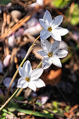 ハナニラ,イエイオン,花,お花,フラワー,はな,咲,春,花弁,ユリ科,多年草,flower,spring