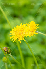 タンポポ,たんぽぽ,花,お花,花びら,フラワー,野花,雑草,春,キク科,多年草,フヂナ,タナ,flower,spring,フルサイズ撮影