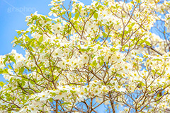 ハナミズキの花,ハナミズキ,花水木,花,フラワー,春,spring,flower,フルサイズ撮影